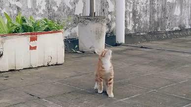 喵星人中华田园橘猫跳视频的预览图